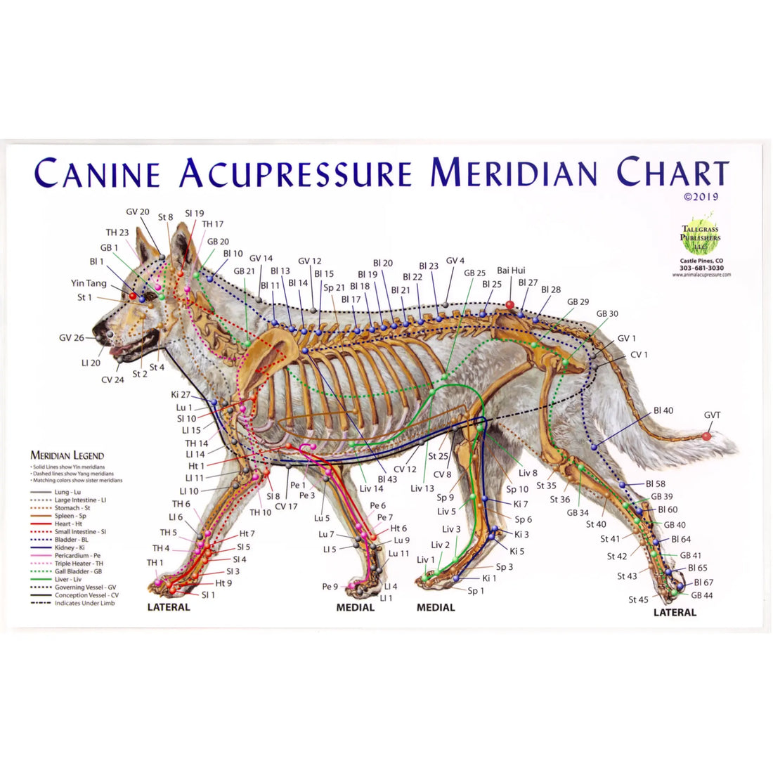 photo of the canine meridian chart