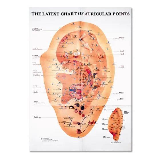 photo of the ears auricular points