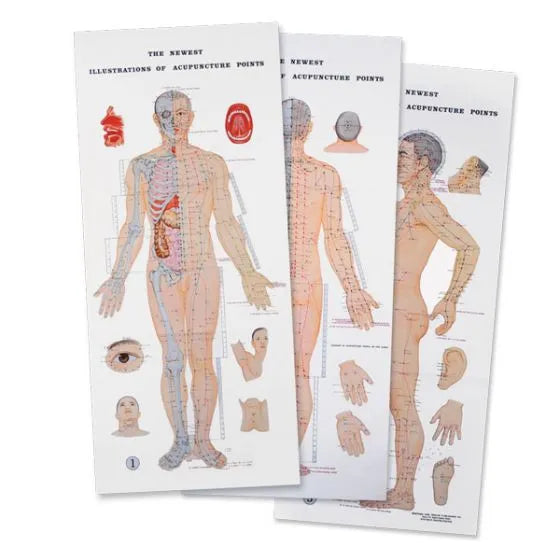 Full Body Acupuncture Charts